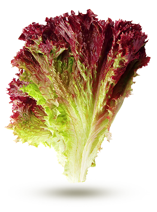 Red Oak Leaf Lettuce - 350 gr